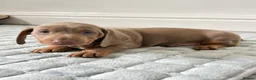 Dachshund dogs for sale: Beautiful Dachshund  in Nelson - Advert 19