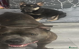 Mixed Breed dogs for sale: French staff - Advert 2