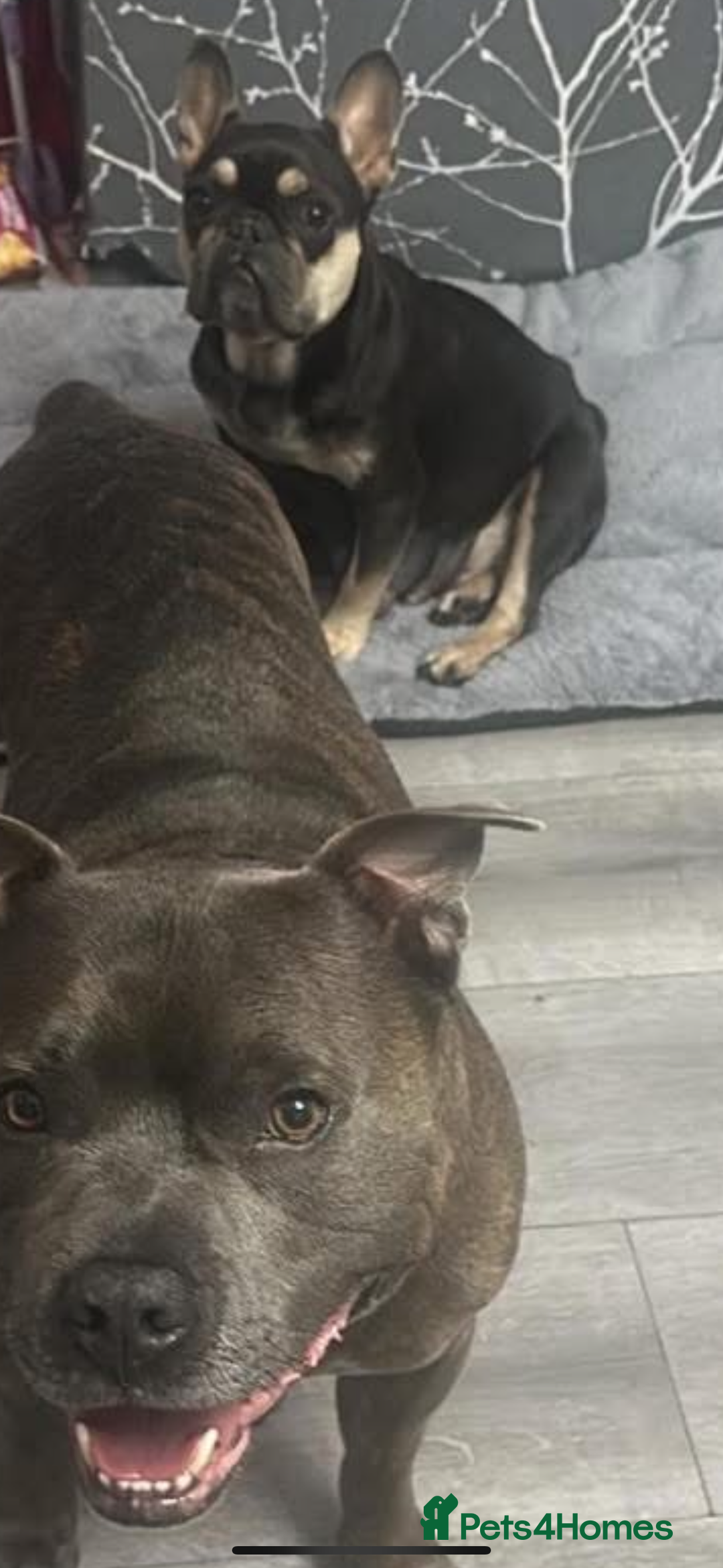 Mixed Breed dogs for sale: French staff - Advert 2