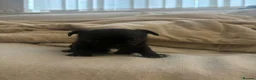 Chihuahua dogs for sale: 3 beautiful chihuahua puppies  - Advert 2