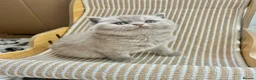 British Shorthair cats for sale: TICA Registered British Shorthair Kittens for Sale in Leeds - Advert 4