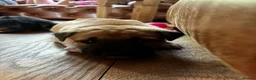 Mixed Breed dogs for sale: Rhodesian Ridgeback X Canaan Dog Puppies  - Advert 4