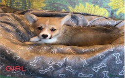 Welsh Corgi Pembroke dogs for sale: Pembroke Corgi  - Image 6
