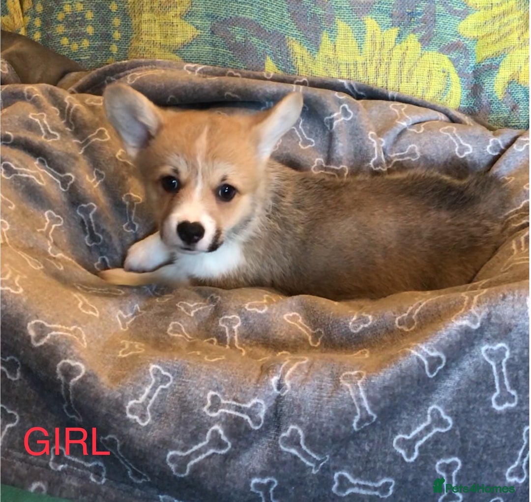 Welsh Corgi Pembroke dogs for sale: Pembroke Corgi  - Image 6