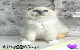 Ragdoll cats for sale: 🐾🩷*TICA REG* EU RAGDOLL KITTENS🌟 DNA CLEAR 🩵🐾 - Image 19