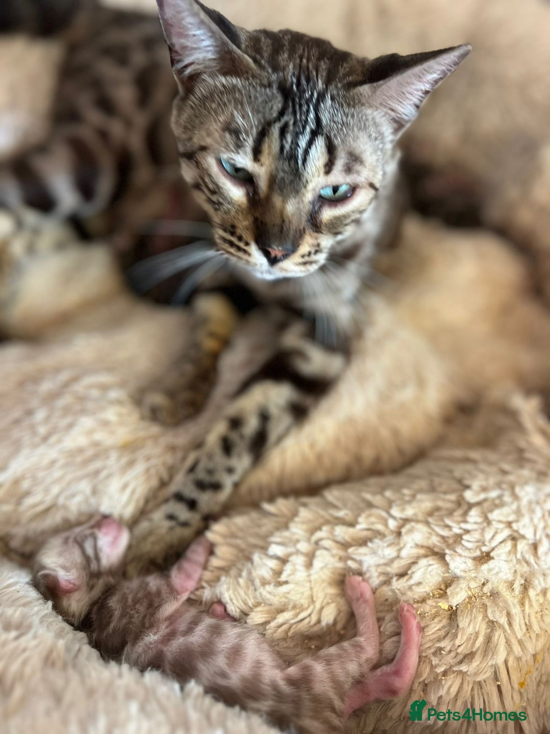 Bengal cats for sale: Stunning 5 Generations Pedigree kittens in London - Image 19