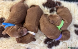 Cockapoo dogs for sale: F1 Cockapoos from health tested parents  - Image 8