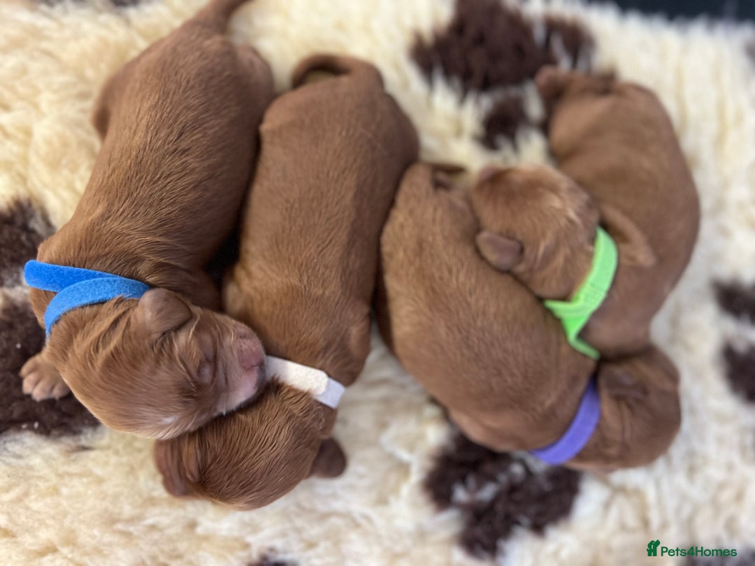 Cockapoo dogs for sale: F1 Cockapoos from health tested parents  - Image 8