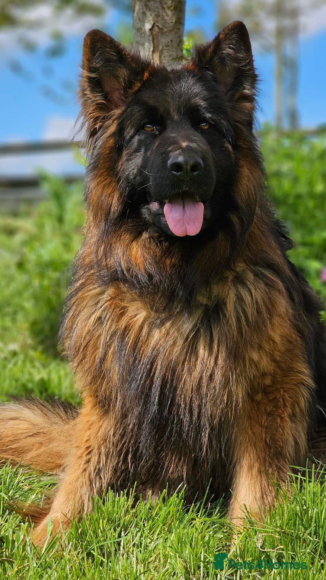 German Shepherd dogs for sale:  kc health tested long haired German shepherd pups - Image 7