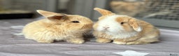Mini Lop rabbits for sale: Pure mini lop babies - Advert 7