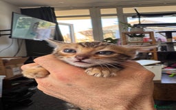 Bengal cats for sale: Bengal kittens Pure just born - Image 17