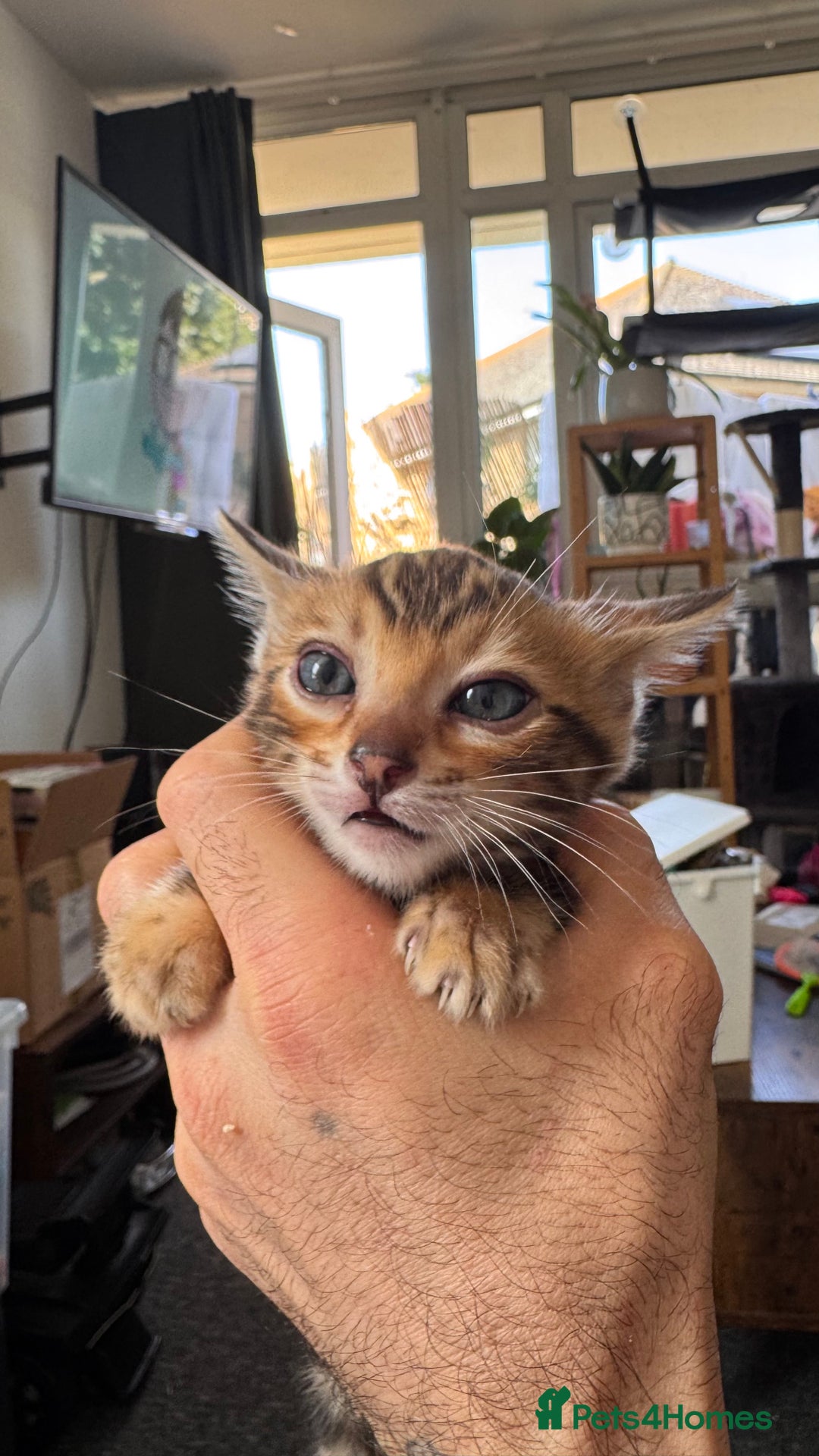 Bengal cats for sale: Bengal kittens Pure just born - Image 17