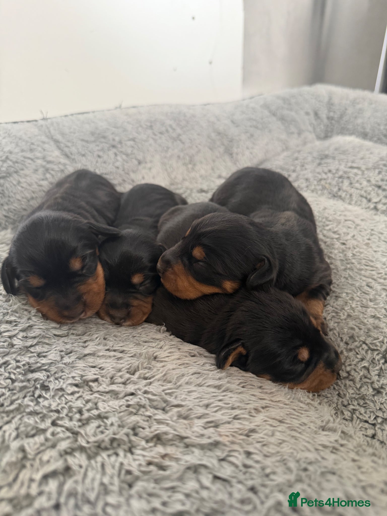 Mixed Breed dogs Doxiepoos - Advert 8