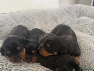 Mixed Breed dogs Doxiepoos - Advert 1