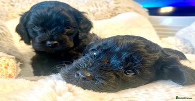 Cavapoo dogs - Advert 10