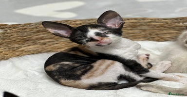Mixed Breed cats 🌟Distinctive Cornish Rex Kittens for Reservation! - Advert 16