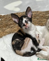 Mixed Breed cats 🌟Distinctive Cornish Rex Kittens for Reservation! - Advert 16