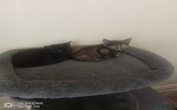 Mixed Breed cats for sale: Kittens - Image 2