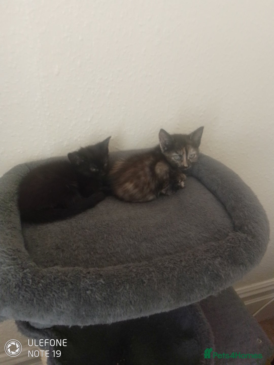 Mixed Breed cats for sale: Kittens - Image 2