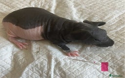 Guinea Pig rodents for sale: Skinny pig and smooth haired Guinea pigs - Image 6