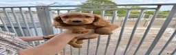Cocker Spaniel dogs for sale: Cocker spaniel puppies ready now - Advert 15