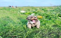 Cockapoo dogs for sale: Mother and daughter looking for new home  - Advert 4