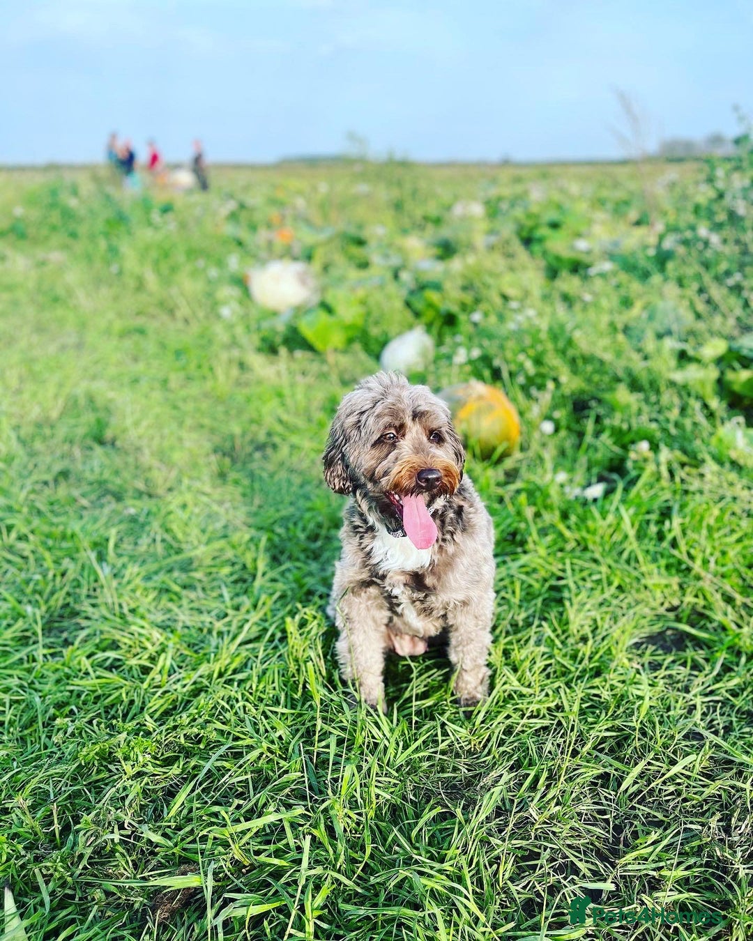 Cockapoo dogs for sale: Mother and daughter looking for new home  - Advert 4