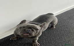 French Bulldog dogs for stud: French bulldog for stud  - Image 2