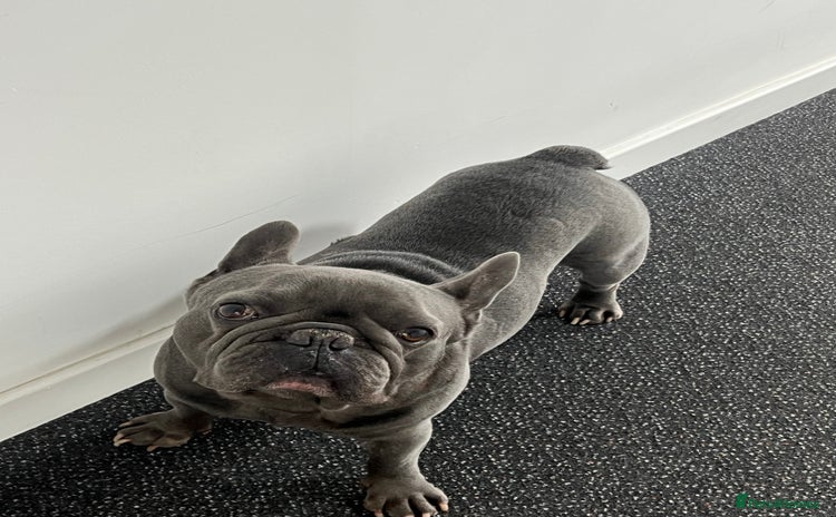 French Bulldog dogs - Advert 15
