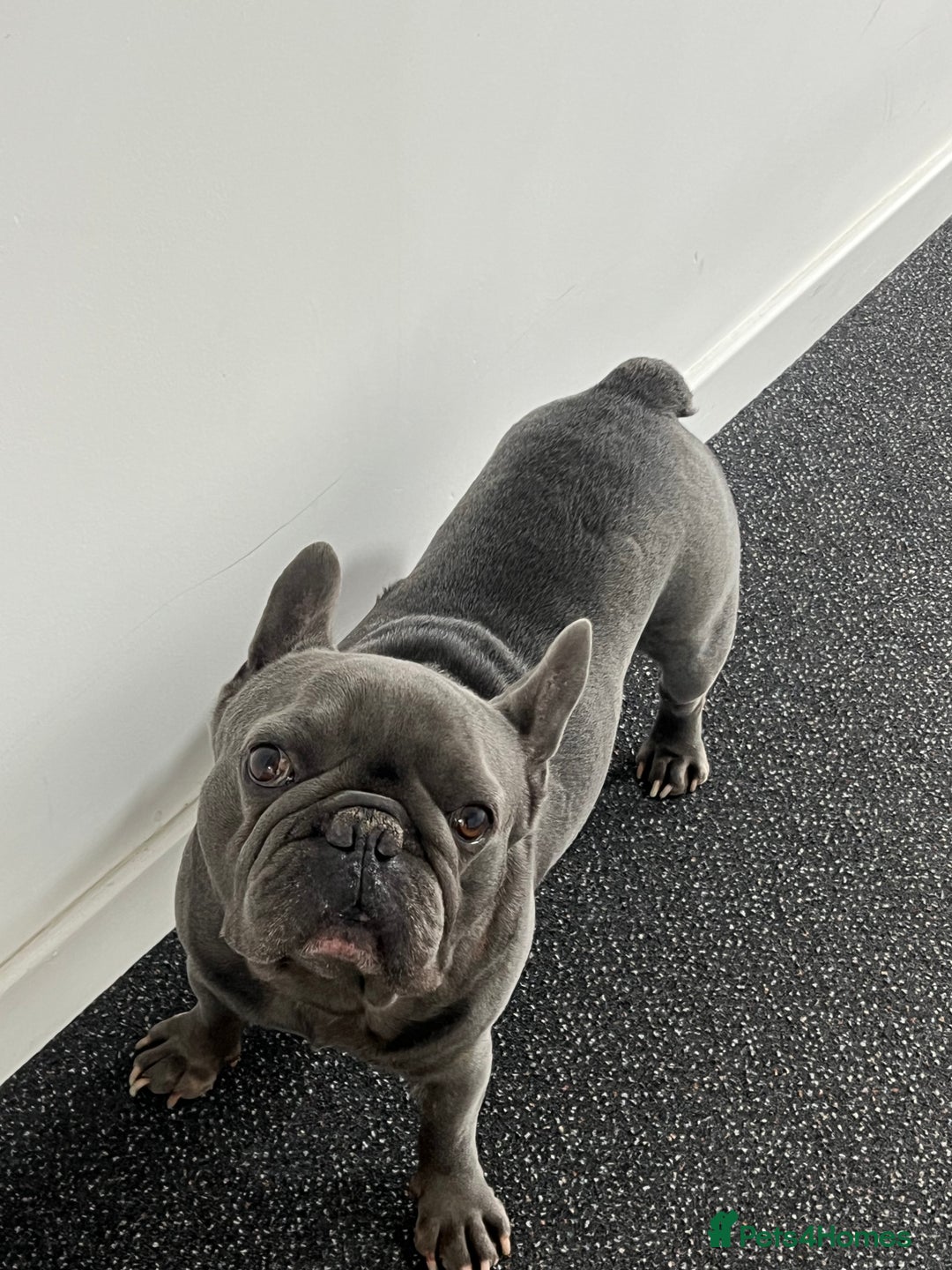 French Bulldog dogs for stud: French bulldog for stud  - Image 2