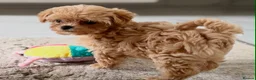 Maltipoo dogs for sale: 🥰 UNIQUE LOVE Tiny Asian Maltipoo 🥰 - Advert 17