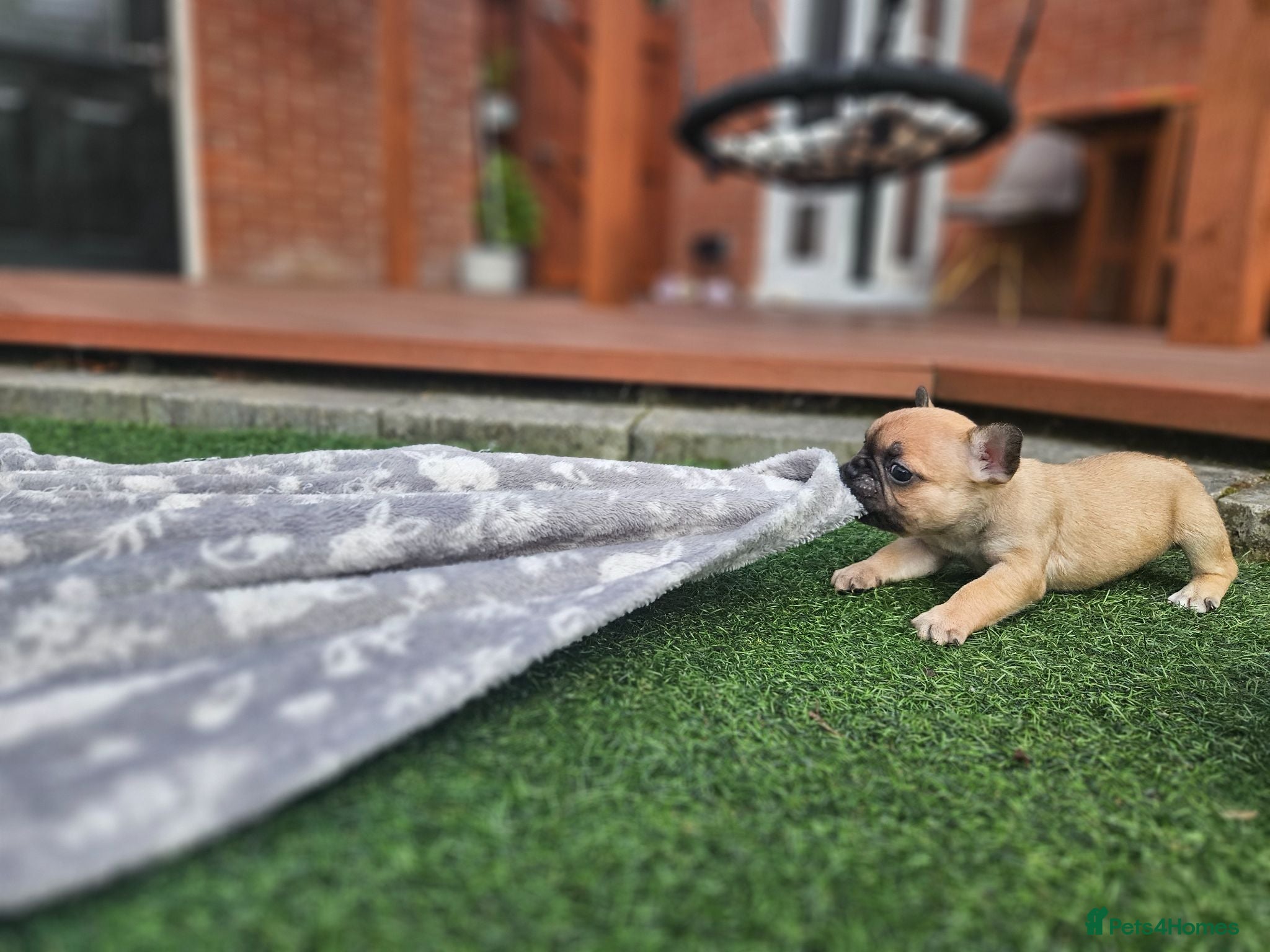 French Bulldog dogs Beautiful  KC registered French bulldog puppies  - Advert 1