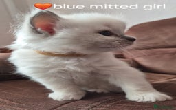 Ragdoll cats for sale: 5 GCCF Pedigree Ragdoll kittens for sale - Image 11
