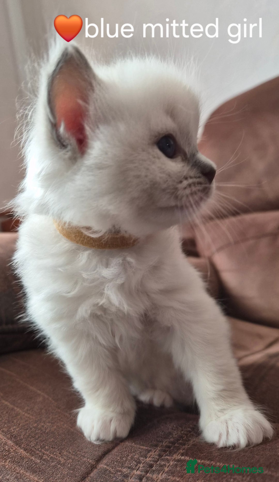 Ragdoll cats for sale: 5 GCCF Pedigree Ragdoll kittens for sale - Image 11