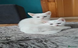 Mixed Breed cats for sale: 2beautiful male left in Portsmouth - Image 1