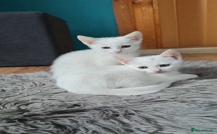 Siberian cats in Portsmouth - Advert 1