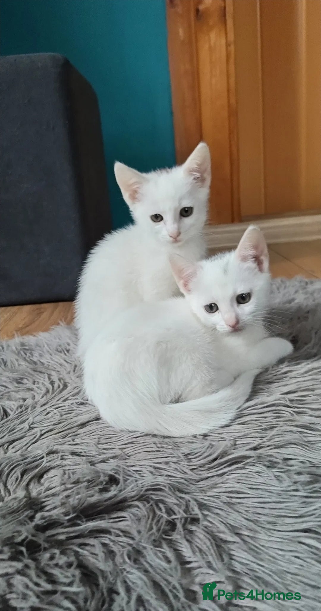 Mixed Breed cats for sale: 2beautiful male left in Portsmouth - Image 1