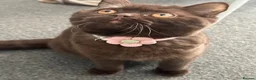 British Shorthair cats for sale: Beautiful & Healthy British Shorthair Kittens - Advert 15