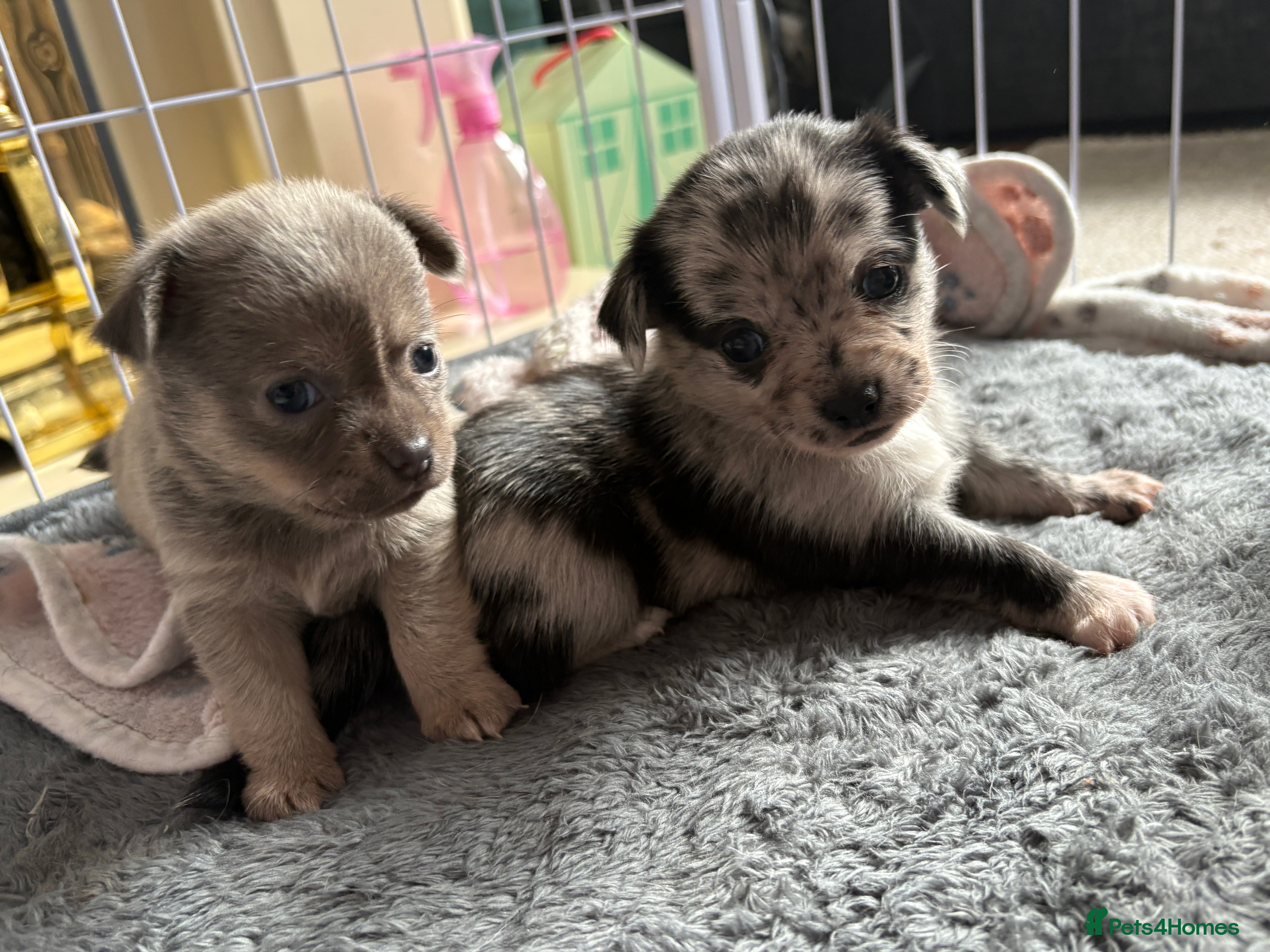 Chihuahua dogs 🐾 Stunning Chihuahua Puppies Available 🐾 - Advert 3