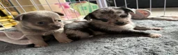 Chihuahua dogs for sale: 🐾 Stunning Chihuahua Puppies Available 🐾 - Advert 1
