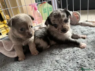 Chihuahua dogs 🐾 Stunning Chihuahua Puppies Available 🐾 - Advert 10