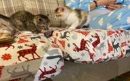 Mixed Breed cats for sale: Male tabby and Calico female  - Advert 15
