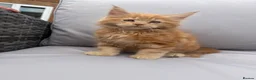 Maine Coon cats for sale: TICA MAINCOON KITTEN’S 😻💫 - Advert 3