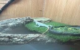 Iguana reptiles for sale: Snow zero iggy  - Image 4