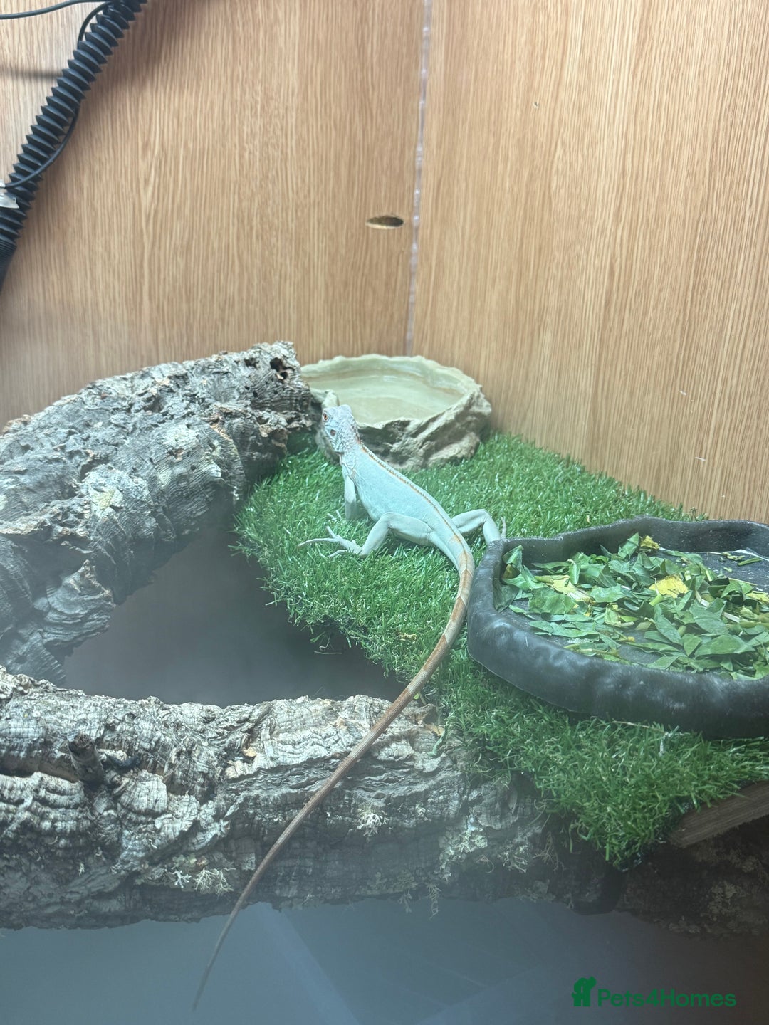 Iguana reptiles for sale: Snow zero iggy  - Image 4