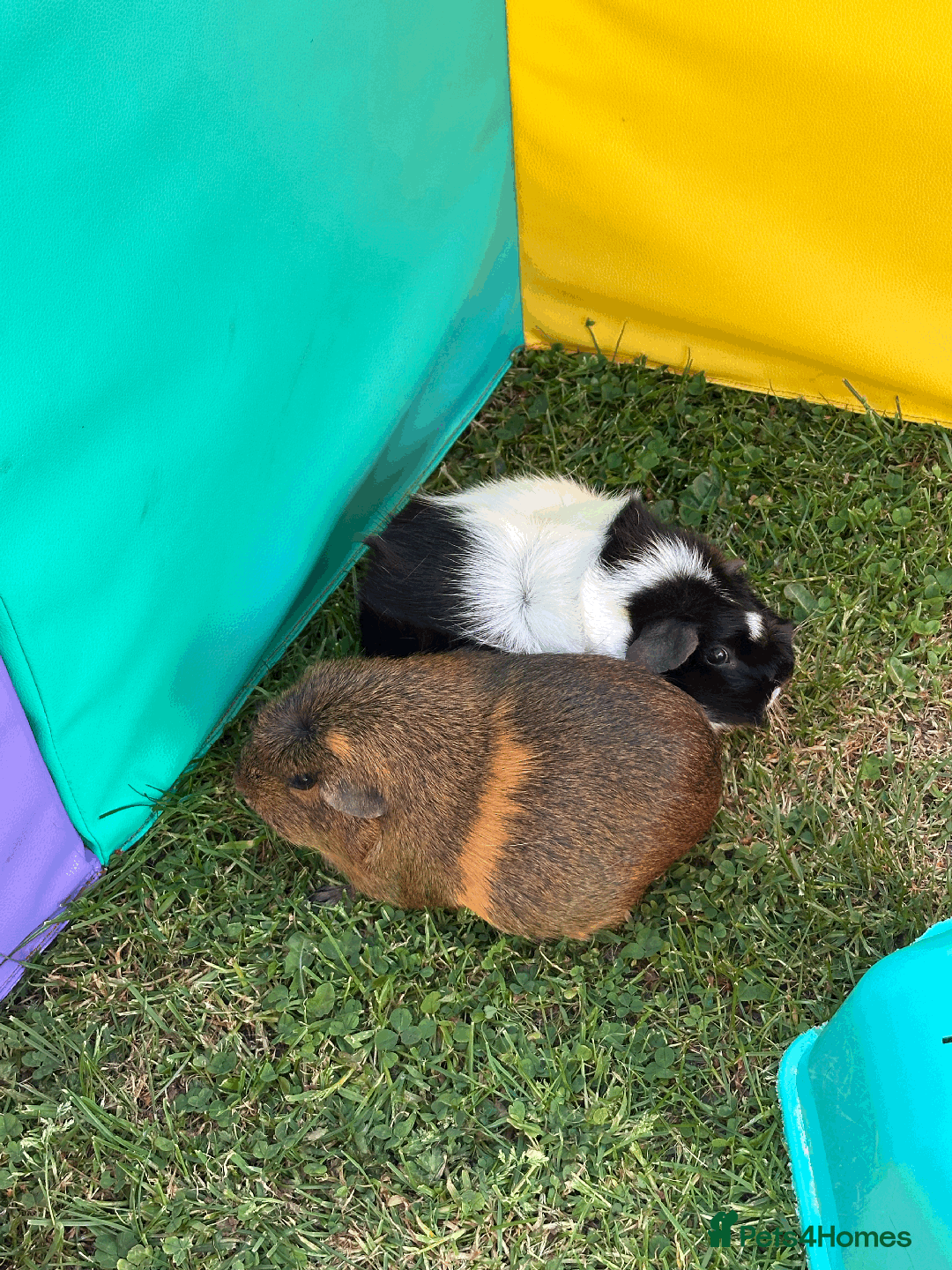 Guinea Pig rodents for sale: Female guinea pig pair (must stay together) - Advert 8