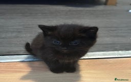 Mixed Breed cats for sale: 3  furbabies  looking for a forever home  - Image 5
