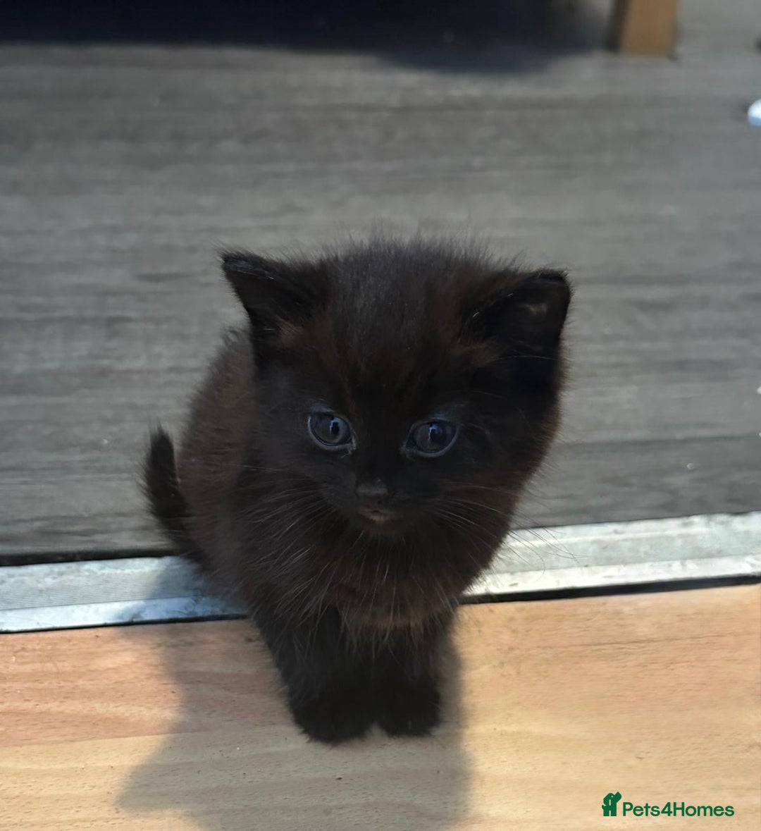 Mixed Breed cats for sale: 3  furbabies  looking for a forever home  - Image 5