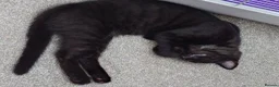 Mixed Breed cats for sale: 2 remaining kittens, looking for forever homes - Advert 2