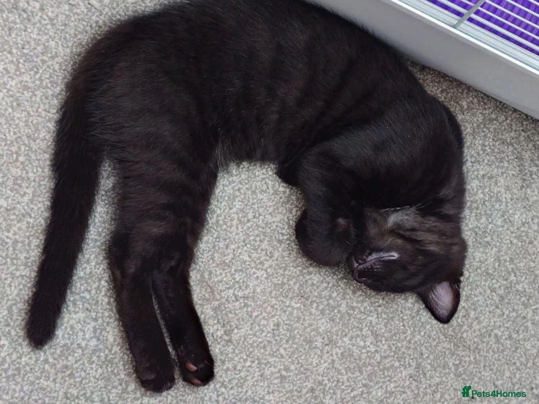 Mixed Breed cats for sale: 2 remaining kittens, looking for forever homes - Advert 2